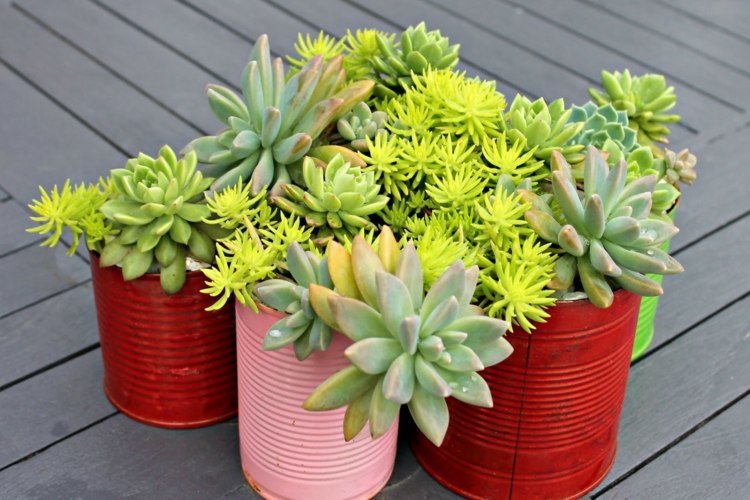 burkar blomkruklack röd rosa succulenter växter grönt