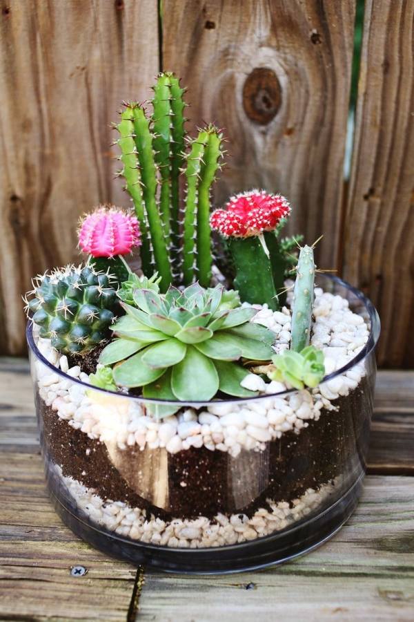 trädgårdsbord dekoration med vaser glas kaktus växter