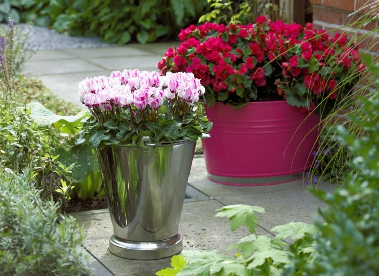 Dekoration med cyklamenvårdstips-cyklamen-trädgård-idéer-härdig-rosa-hink-vattning