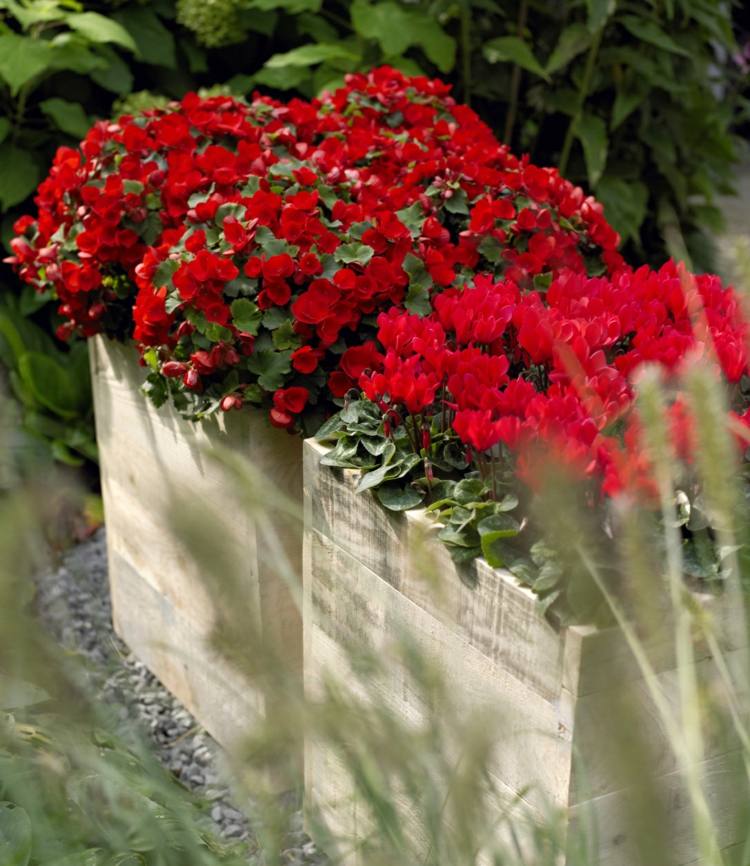 Dekoration med cyklamen hink-trädgård-övervinter-vård-färg-röd-cyclamen-persicum