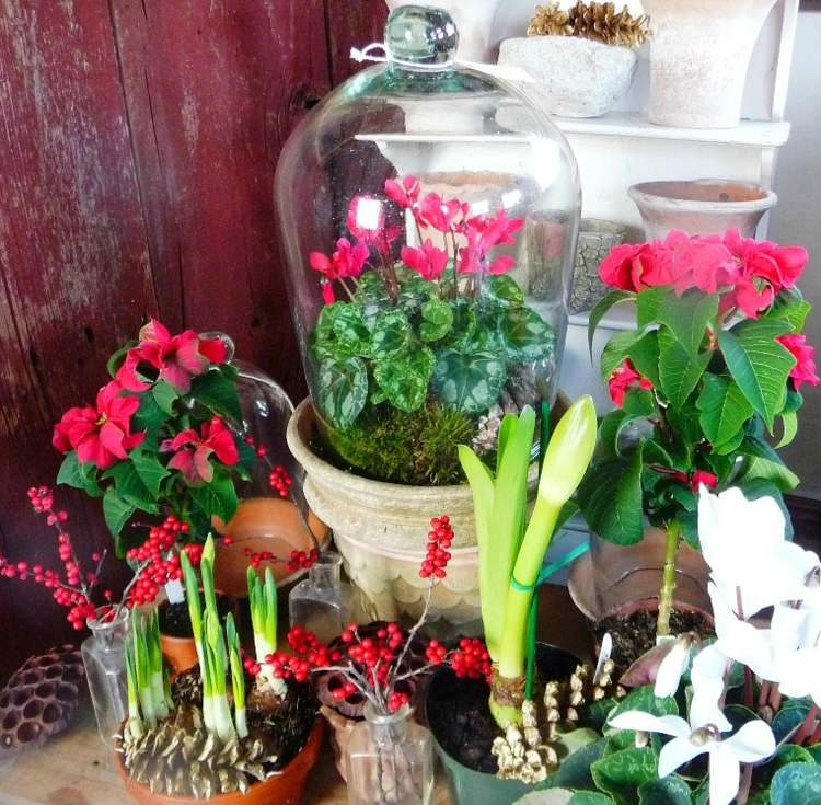 cyklamen-dekoration-jul-röd-bär-ilex-växter-arrangemang-glas-bell-krukor