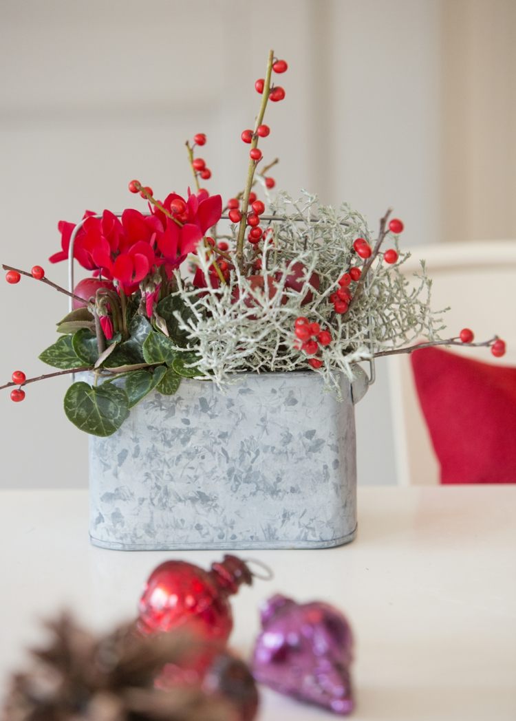 cyklamen-dekoration-jul-cyklamen-färg-röd-taggad palm-ilex-bär-taggtråd