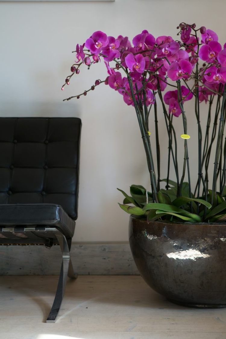 dekoration med blommor orkidéer lila färg planter elegant läderstol svart