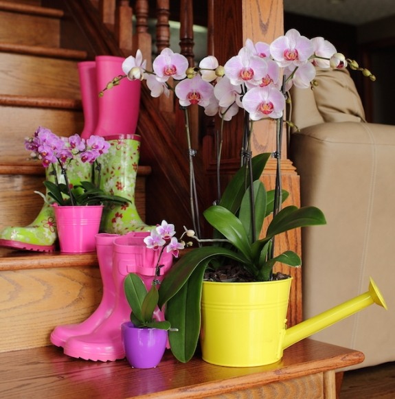 orkidéer intressanta kreativa idéer placera behållare var som helst