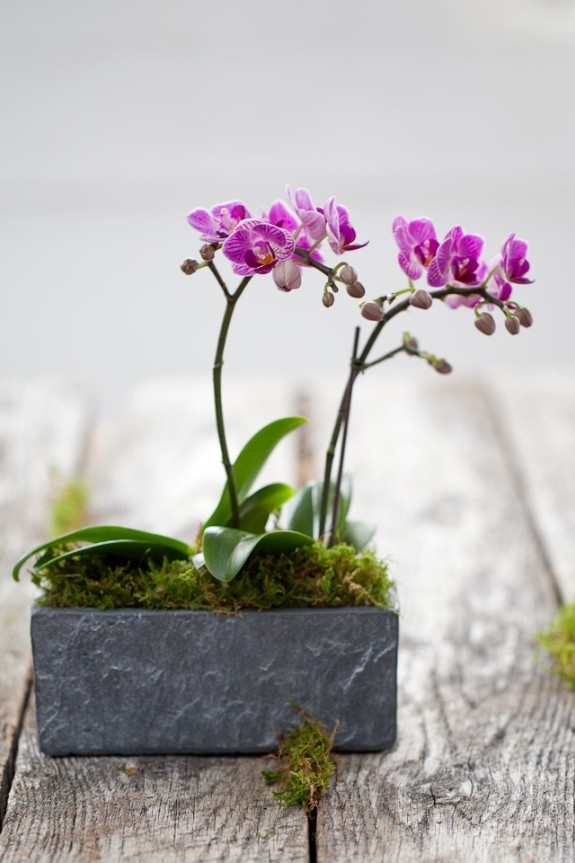 vackra behållare lila blommor blomma orkidé idéer