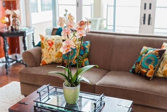 Ta med friskhet hem i mitten av rosa orkidé