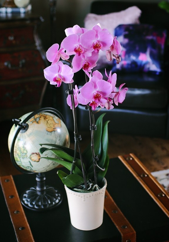 rosa orkidé mörk vintage vardagsrum blomkruka färsk