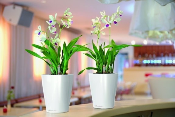 kök friskhet notera ge orkidé blommor krukor