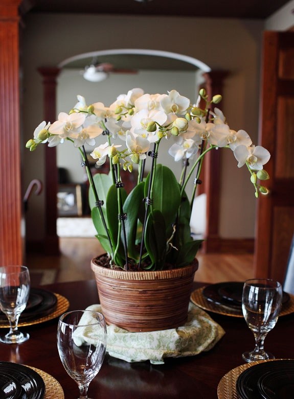 matbordsmat äger rum nyanser av vit orkidékontrast