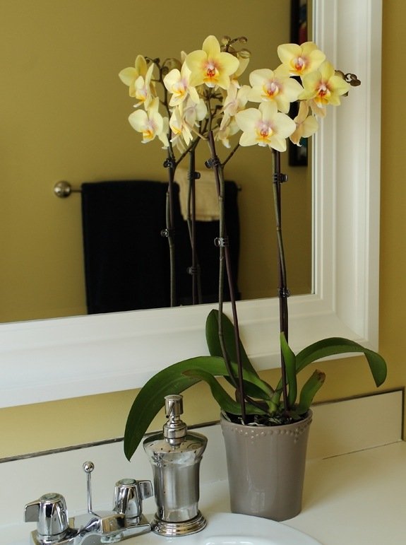 badrum gula orkidéer två delar ljus ren