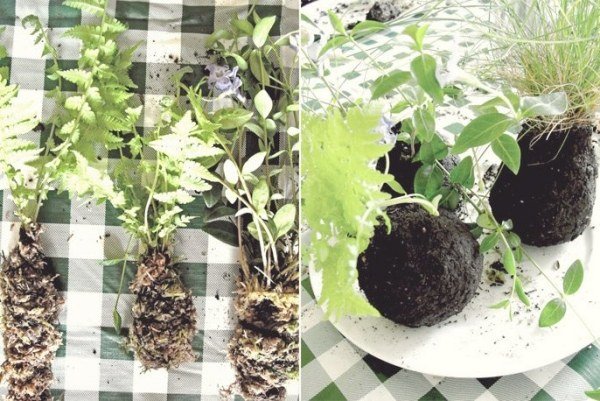DIY hängande krukväxter - idéer Kokedama mossboll