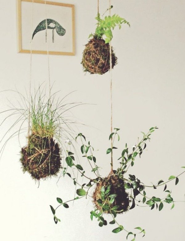 Mossbollar hängande dekoration inomhus trädgård idéer