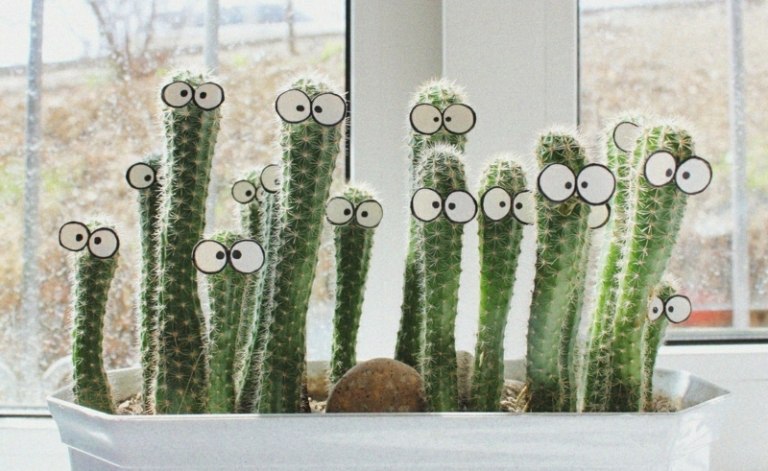 dekoration för fönsterbrädan kaktusar roliga ögon blomlåda vit