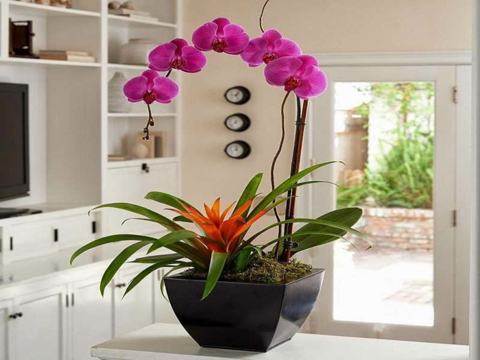 Lila orkidéblomkruka