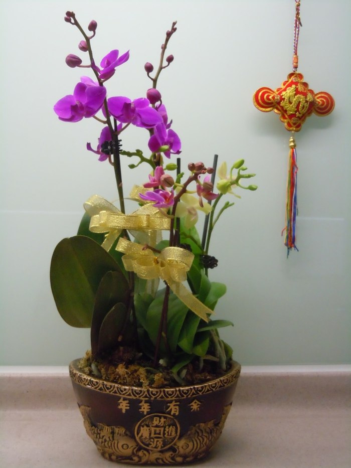 Dragon-year-flower-pot-symbolism-with-orchids