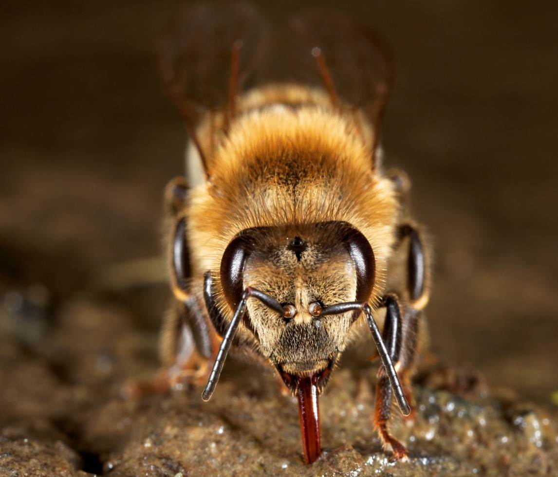 Vattnet till bina kan berikas med salt eller helande jord