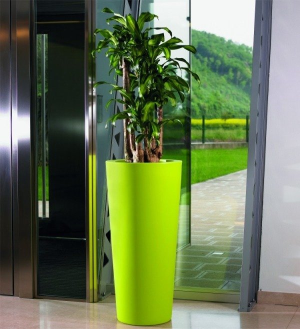 Planters-drigani LT 2497-äpplegrön färsk kolonnform