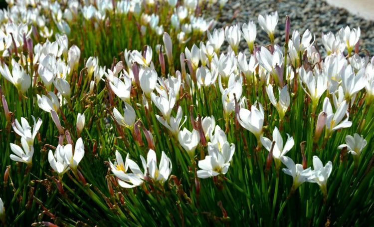 trädgård-höst-krokusar-vita-blommor-vårblommor-inspiration