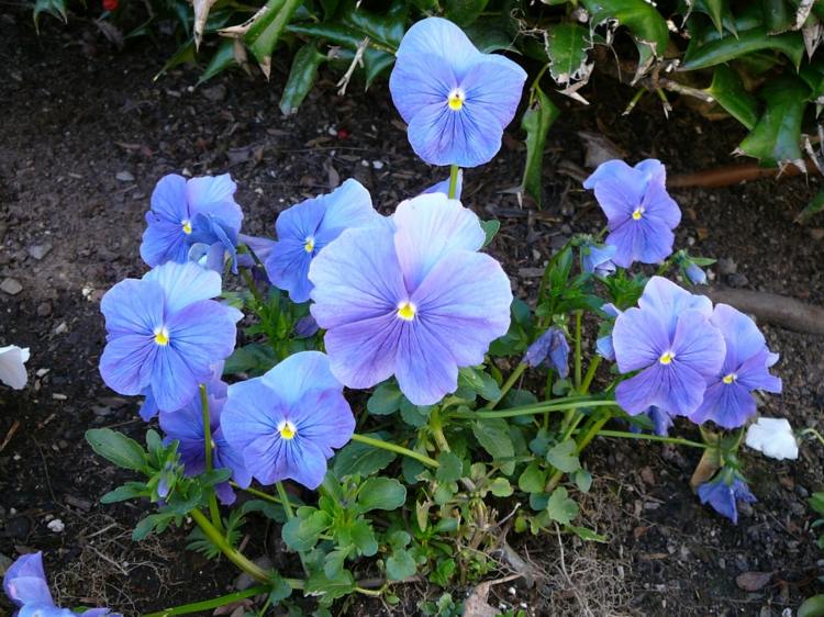 trädgård-i-höst-ljus-blå-färg-vård-vinter skydd