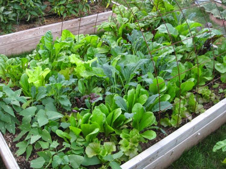 trädgård-höst-grönsakslapp-skapa-idé-sorter