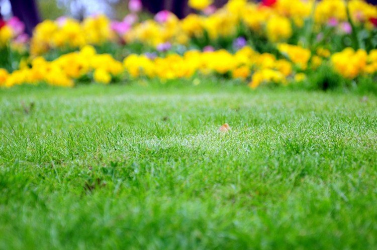 trädgård-höst-trädgårdsarbete-gräsmatta-saeen-duengen
