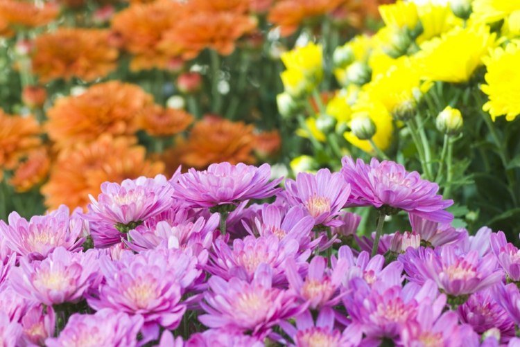 trädgård-höst-krysantemum-rosa-orange-gul-buskig-tillväxt