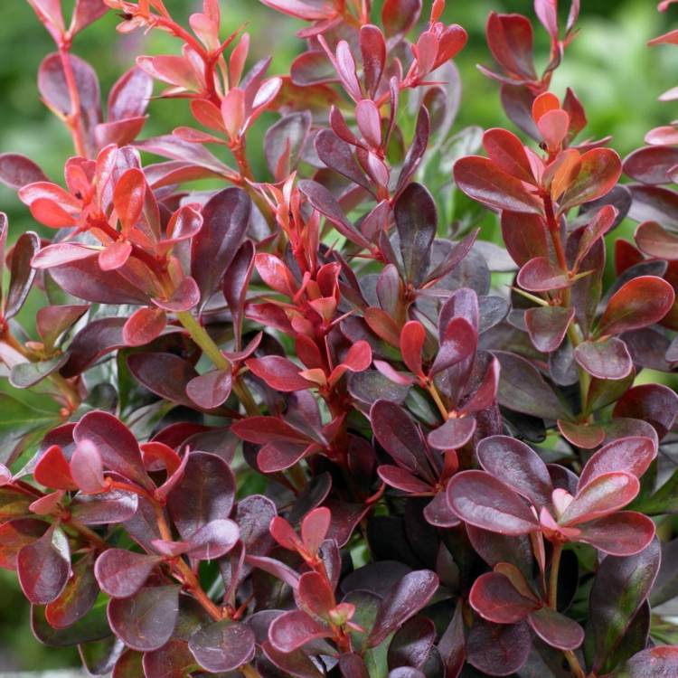 trädgård-höst-thunberg-berberis-röd-buske-växter