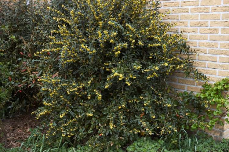 trädgård-höst-julianer-berberis-snitt-gul-blommar-attraktiv
