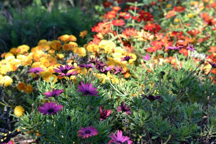trädgård på hösten trädgård design-tips-blomma-idéer