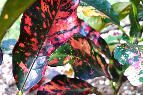 Croton-växt Färgglada blodröda höstlöv i trädgården