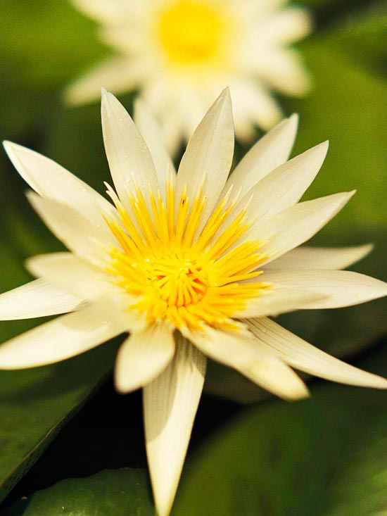 Trädgårdsdamm med näckrosor Mrs. George H Pring natt blommar vit