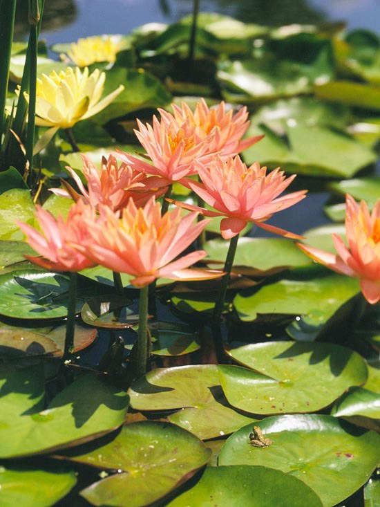 Colorado trädgård damm näckrosor lax rosa blommor