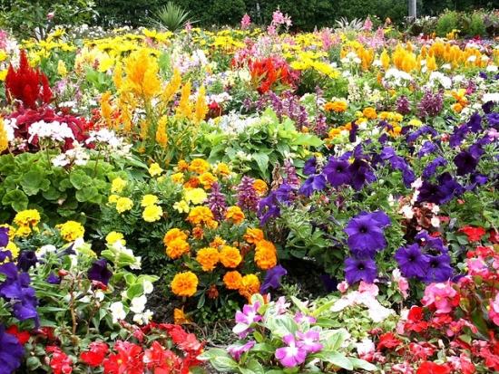 Blommor för trädgårdsdesignidéer