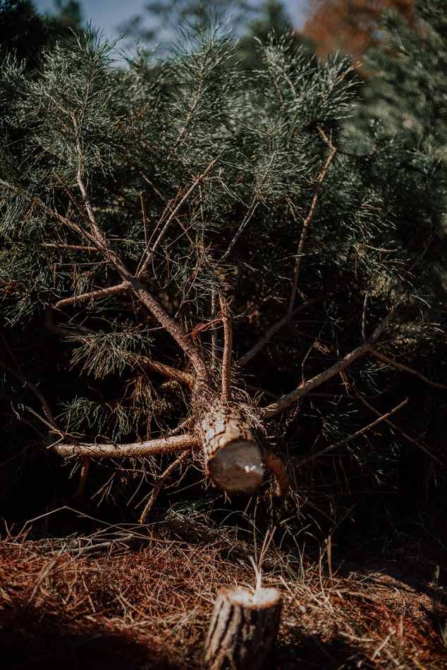 Förbered och ställ upp julgranen. Skär 2 cm från trädstammen