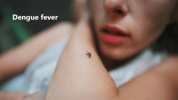 förebyggande av virus denguefeber som överförs av myggor