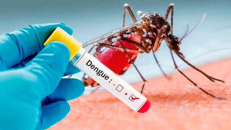 Dengue feber orsakad av myggor nya fall i jemen rapporterade av Röda korset