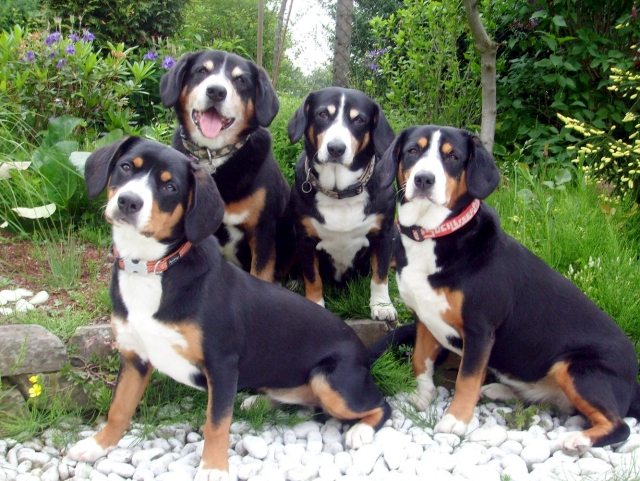 Appenzeller-sennen-hund-fyra-djur-bild