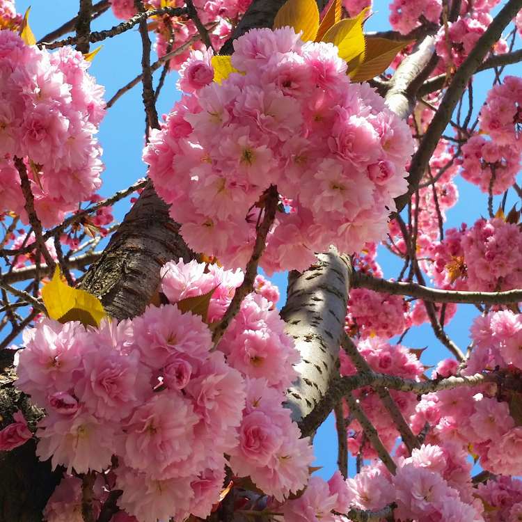 Sakura japanska körsbärsblommor blommar på våren