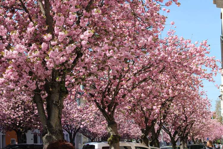 Körsbärsblomning i Bonn rosa skådespel i gamla stan
