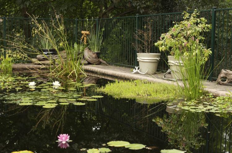 pool-i-trädgården-damm-idé-näckrosor-vass-vattenväxter