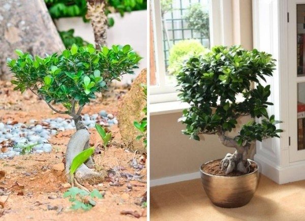inomhus växter bonsai träd ficus bonsai växande tips vård