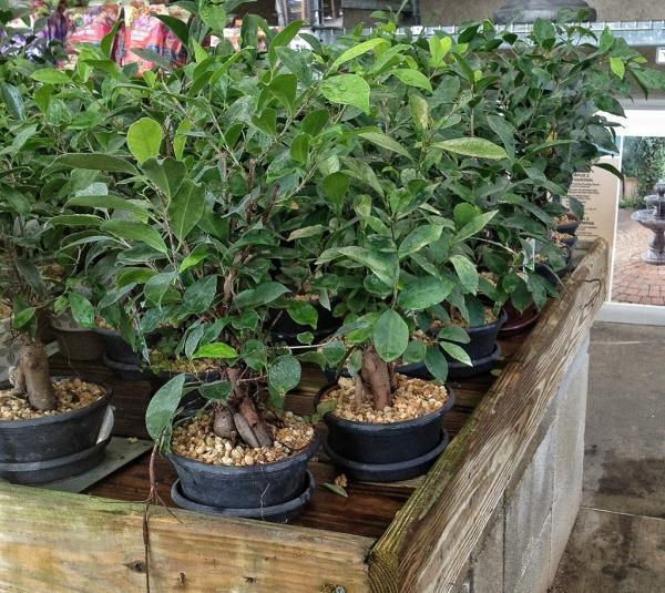 Plats-för Ficus-Ginseng grönare vid hemplantering