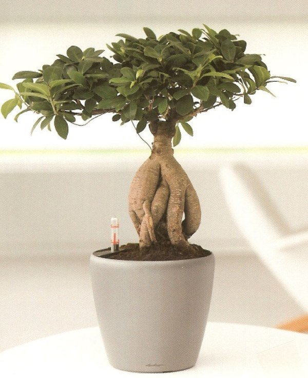 ginseng bonsai-ficus dekoration-för kontor vardagsrum idéer-vård tips