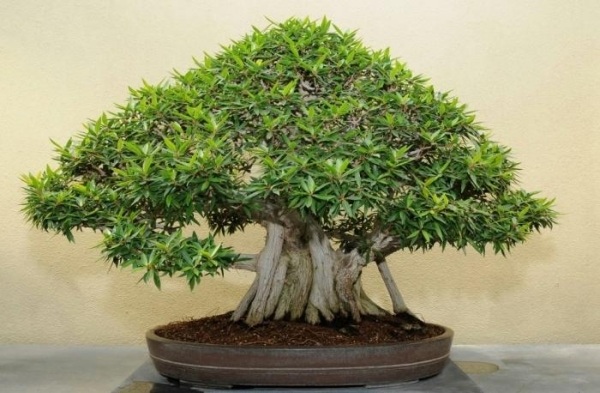 bonsai vård ficus ginseng som en krukväxt utrymme krav