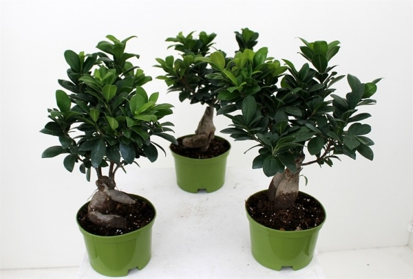 Ficus Ginseng House Plant Pot gröna tips vård