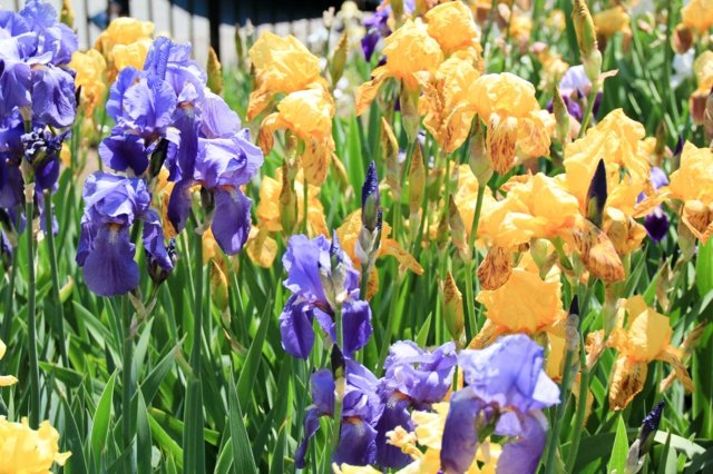 Trädgårdsfräscha blommor kombinerar gul lila färg
