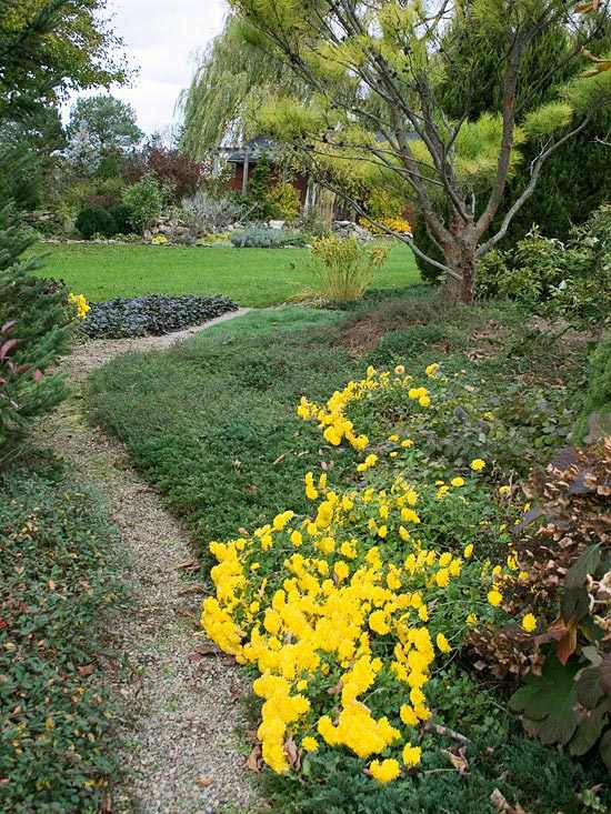 Trädgård höst låga planteringar träd gula krysantemum