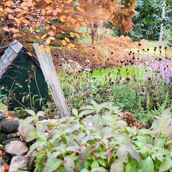 Trädgårdens höstträdgård vägg täckt med klätterväxter