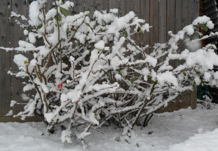 Japansk kvitten-buske-kalltålig-snötäckt trädgård i januari