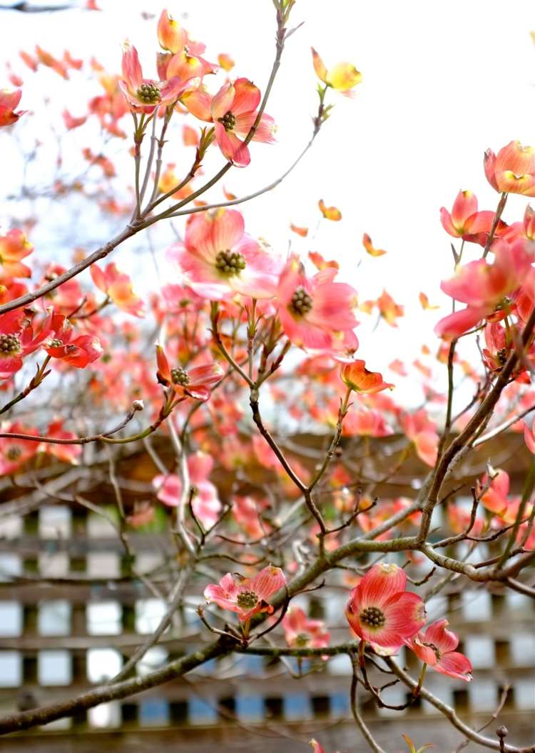 kornel i trädgården cornus-florida-art-pink-blueten-baum-pretty